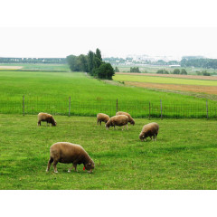 札幌羊丘展望台风景