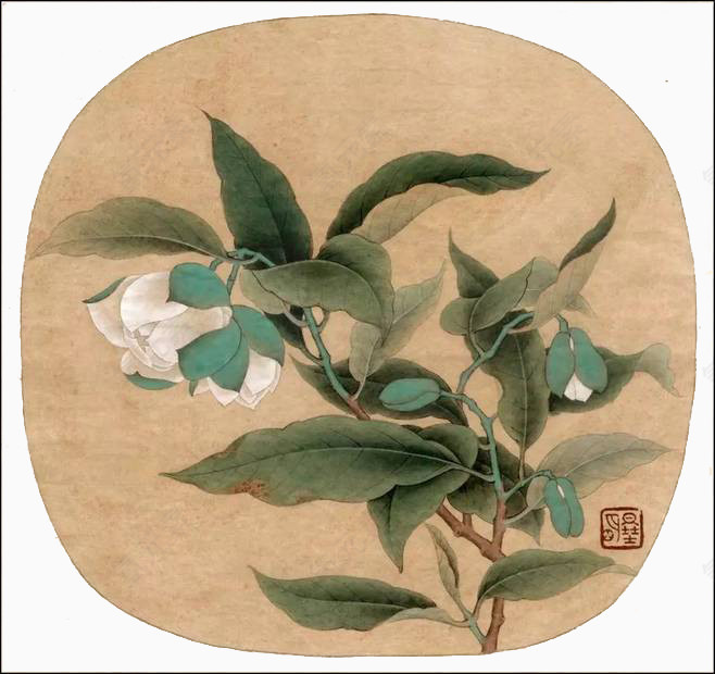 中国画白茶花