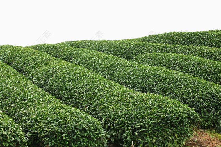 绿色茶田免抠素材