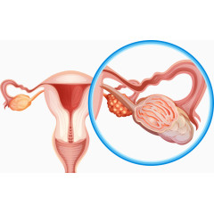 矢量女性生殖器