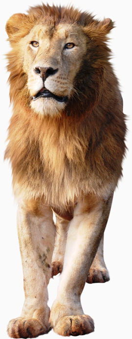猛兽狮子