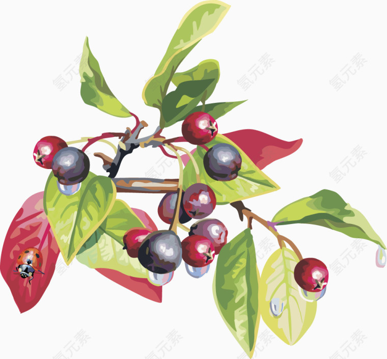 矢量图水果樱桃树莓