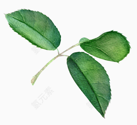 水墨油画水彩树枝树叶