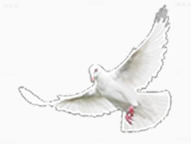 国庆节日元素白鸽