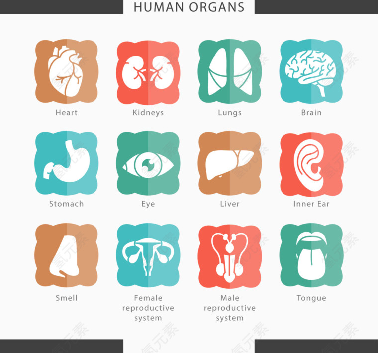 12款人体器官图标矢量素材