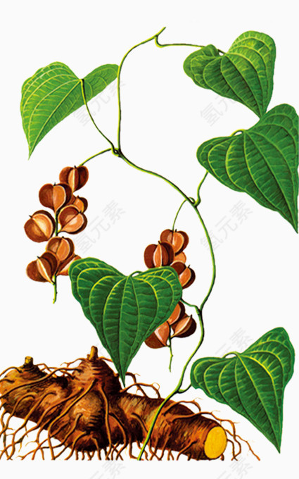 药材粉背薯蓣