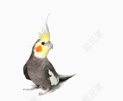 鹦鹉