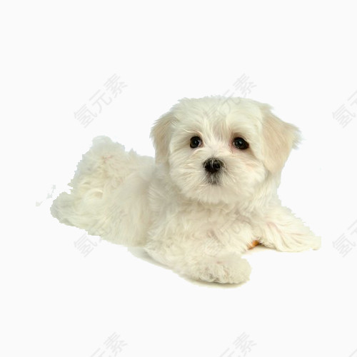 可爱的比熊幼犬