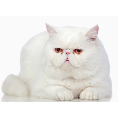白色波斯猫