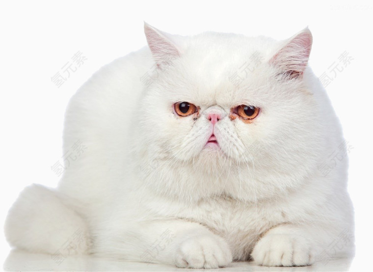 白色波斯猫