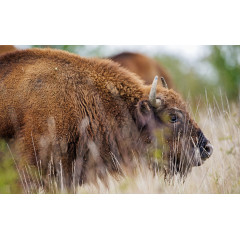 牛类动物高清图片