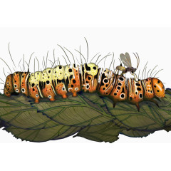 漂亮毛毛虫爬在叶子上