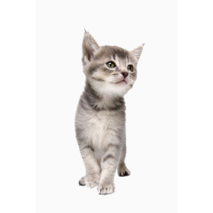 一只小猫图片