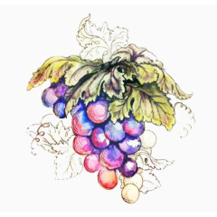 一串手绘葡萄