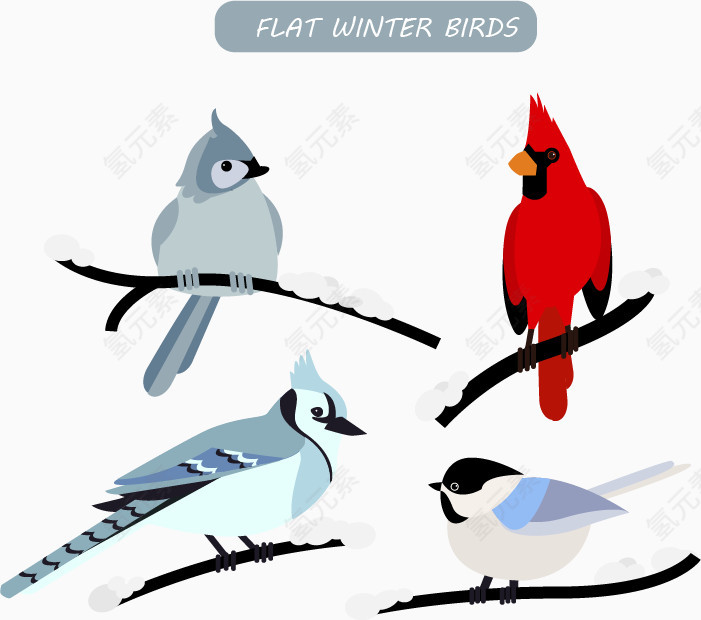 冬天的小鸟种类