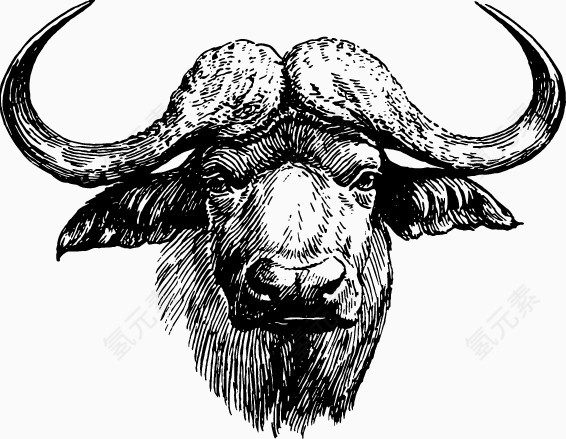 素描罗马斗牛牛头