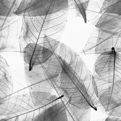 透明叶脉黑白背景
