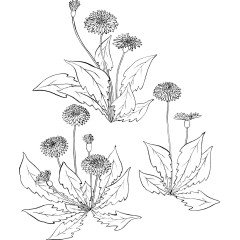 日本花草矢量素材