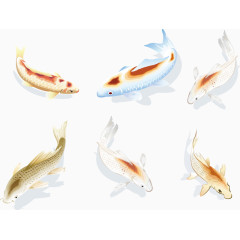 6只锦鲤插图矢量图