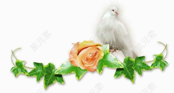 绿色树枝玫瑰花白鸽