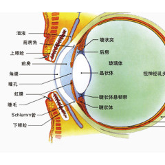 眼睛结构