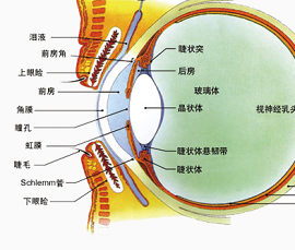 眼睛结构
