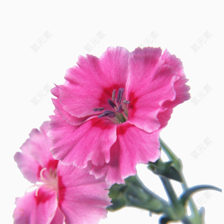 粉色花瓣款式