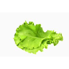 矢量绿色清晰生菜叶子蔬菜