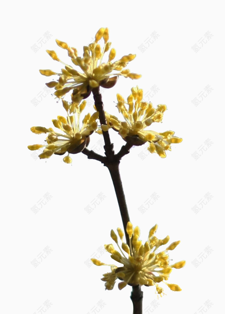 未开放的茱萸花