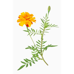 非洲万寿菊免费下载