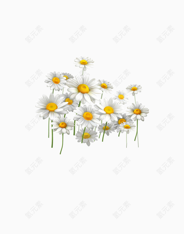 矢量白色向日葵装饰花朵