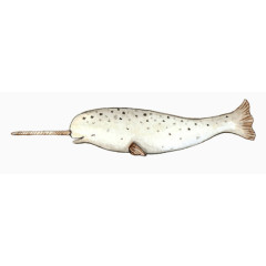 海洋大型动物斑点鲸鱼