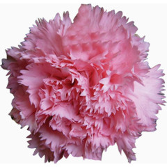 粉色盛开康乃馨