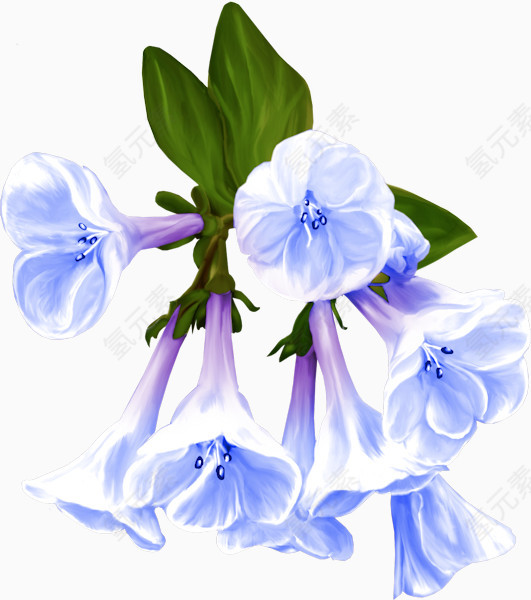 白色喇叭花