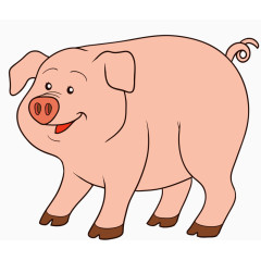 家养小猪