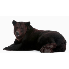 憨态可掬的黑熊