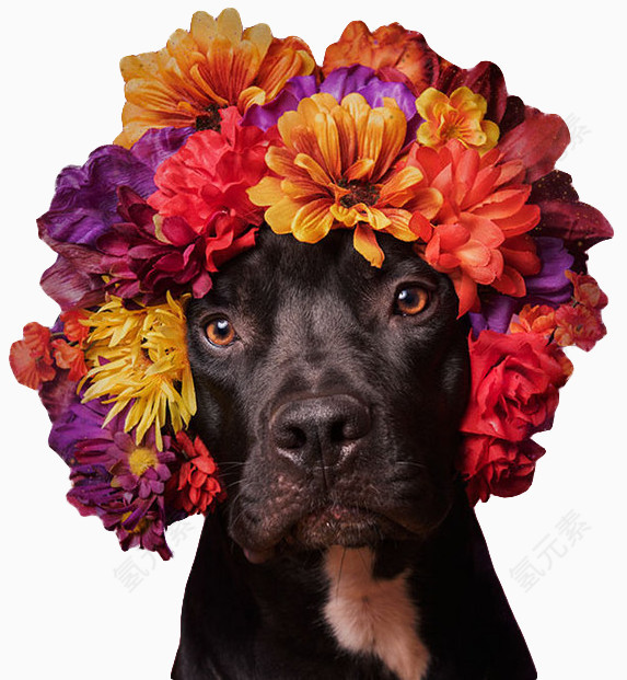 戴花环的狗狗