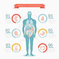 矢量人的五脏六腑