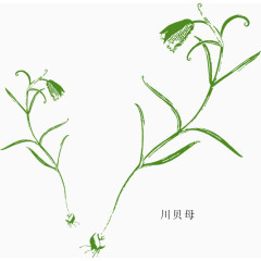 矢量中草药川贝母