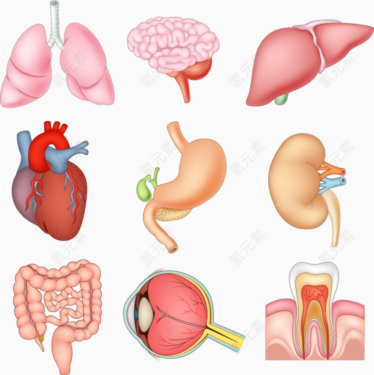 矢量卡通内脏