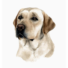拉布拉多宠物犬