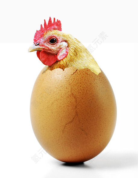 破壳而出的小鸡