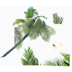 细长叶子绿色植物