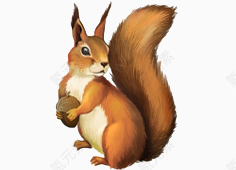 捡到坚果的小松鼠