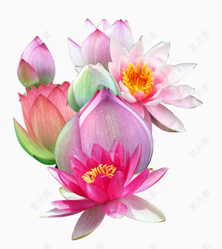 粉红荷花