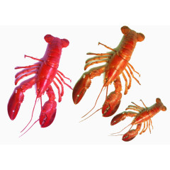 年夜饭红色龙虾素材