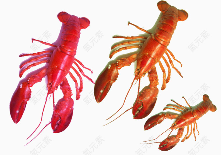 年夜饭红色龙虾素材