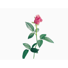 鲜花