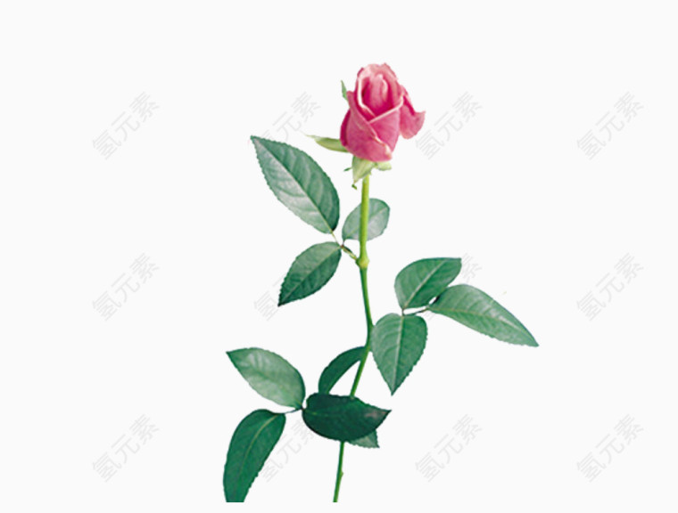 鲜花