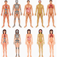 矢量男女人体结构